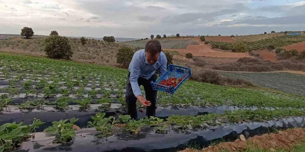 “Kasım ayında çilek mi olur?” demeyin! Aroması da kalitesi de tescilli: Kilosu 150 TL’den üreticinin yüzünü güldürüyor 1